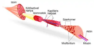 Az izom felépítése