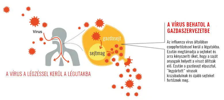 influenza vírus hatásmechanizmusa, szaporodása