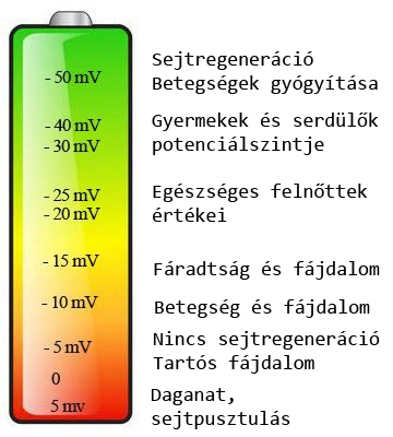 membránpotecniál értéke és összefüggései