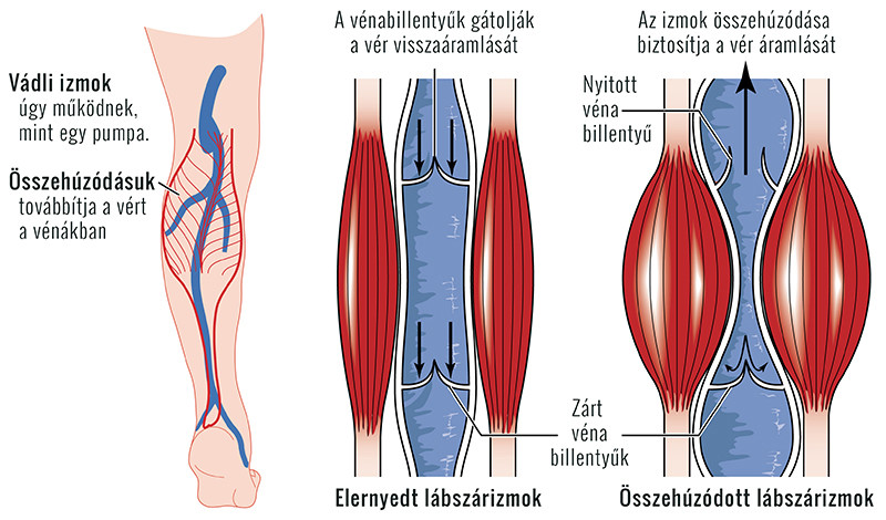 vádli izmok és a véráramlás